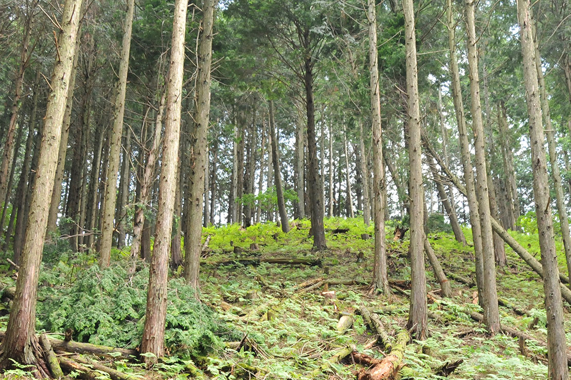 西粟倉村の山