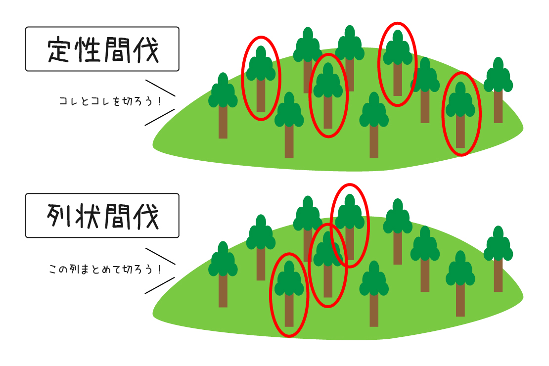 定性間伐と列状間伐の違い